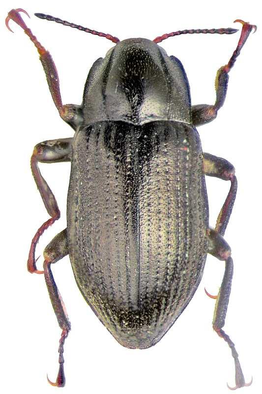 Potamophilus