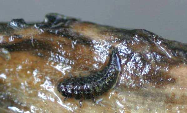 mm Macronychus