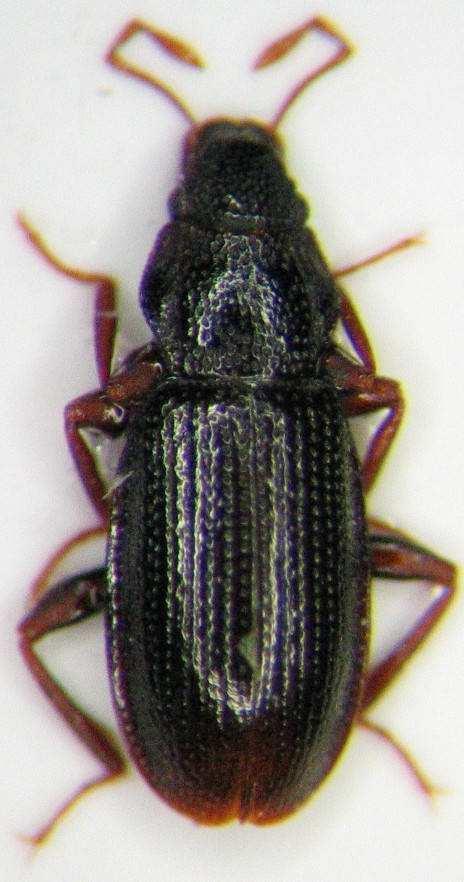orgán u obou pohlaví samice spřádá vaječný vak pod zadečkem (až 60 vajíček) : Hydraenidae