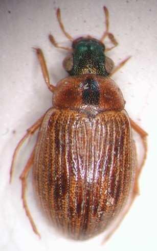 Hydrophilidae (vodomilovití) podčel.