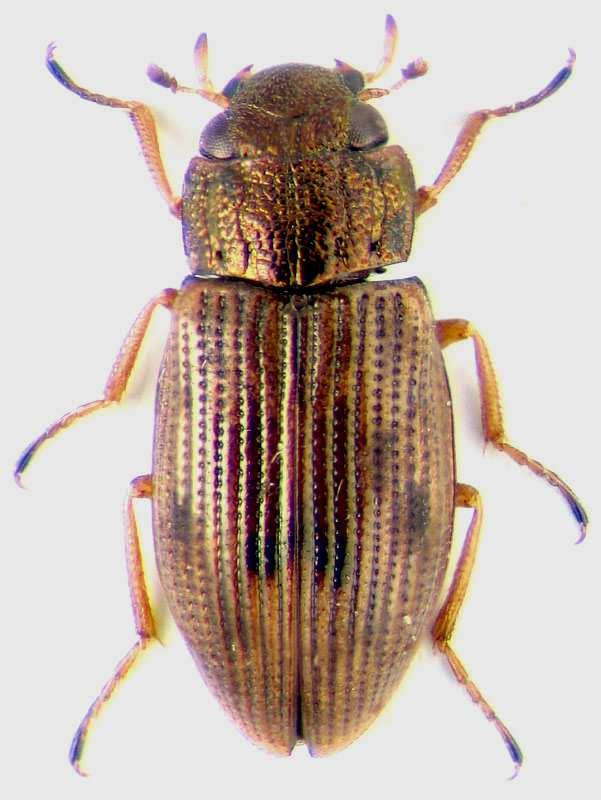 Helophoridae (proužníkovití) (2 9 mm) mělké stojaté vody