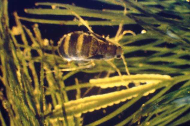 mor), Ceratophyllum (růžkatec), Hydrocharis (voďanka), Polygonum (rdesno), Potamogeton (rdest), Lemna (okřehek), Nymphea