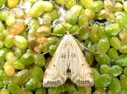Lepidoptera (motýli)