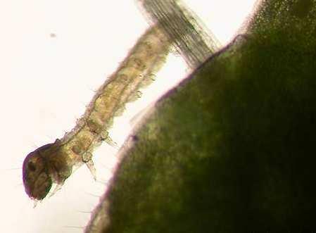 Pyralidae (zavíječovití,