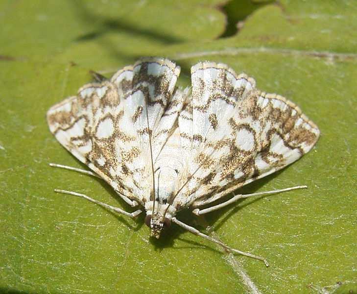 (Elophila) nymphaeata na