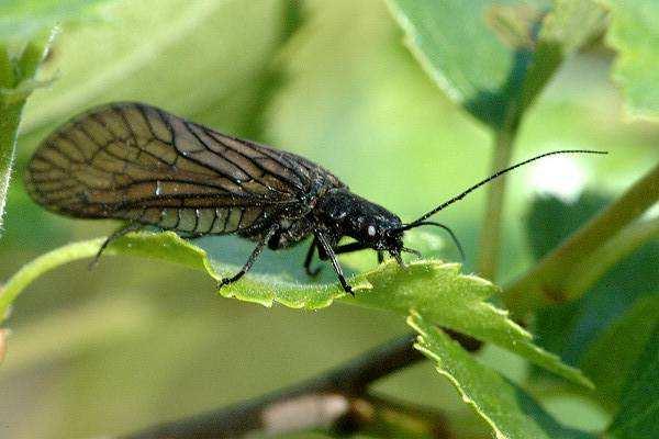 Imága řád: Megaloptera (střechatky) mají blanitá křídla ukládaná střechovitě, s výraznou tmavou žilnatinou