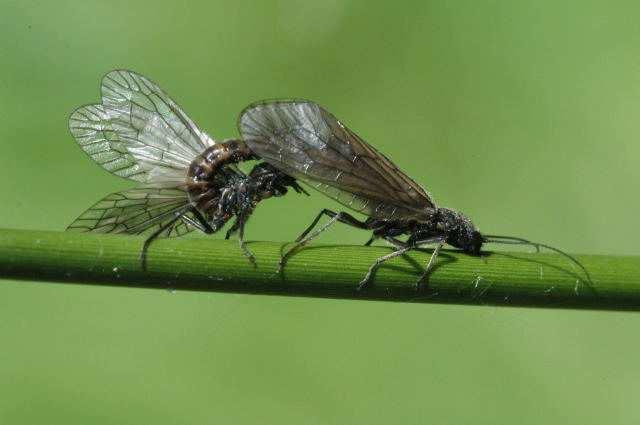 řád: Megaloptera (střechatky) Larvy po vylíhnutí larvy padají na vodu nebo k ní dolezou a první instary jsou