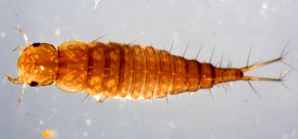 Brouci - larvy pseudocerky pygopodium - stočený 9.