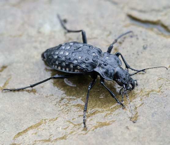 potápníci (Dytiscidae) vstřikují enzymy do těla oběti, vodomilové (Hydrophilidae) na tělo oběti