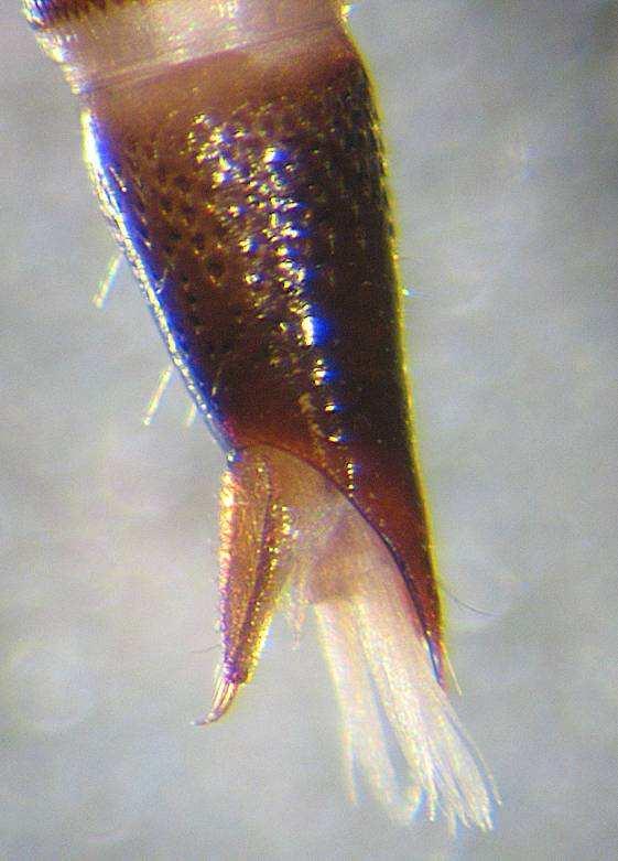 za potravou - Carabidae, Staphylinidae fytofagie kouskovači, detritovoři, seškrabávači,