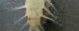 substriatus - hl.