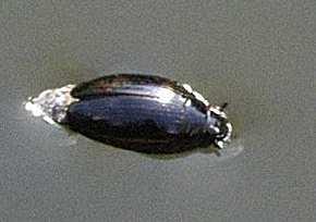 : Orectochilus villosus vírník huňatý ve