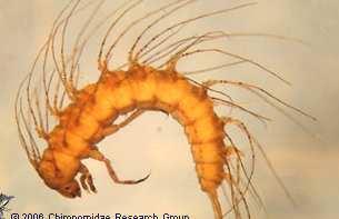 kyslíku imága: 2,4-4,5 mm žluté ažčervenavé zbarvení,