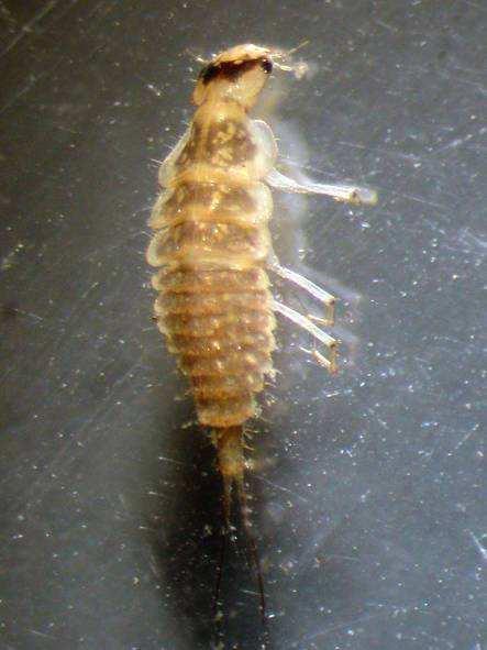 Dytiscidae - Colymbetinae středně velké druhy