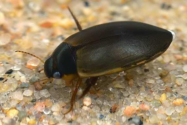 Podřád: Adephaga (masožraví) Dytiscidae - Dytiscinae