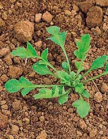Obilniny Herbicidy Základní ošetření jarních obilnin s důrazem na možnosti hubení trávovitých plevelů Vegetační doba jarního ječmene je velmi krátká a je nutno ji využít k maximalizaci zisku.