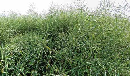 Řepkové obzory Dekalb Clearfield hybridní řepky: kombinace výkonu s technologií ochrany proti plevelům Z pohledu zemědělce je společnost Monsanto dlouhodobým partnerem pěstitelů řepek.