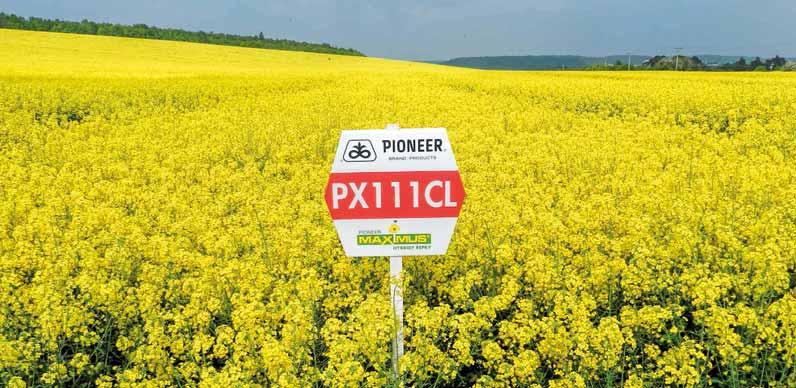 Řepkové obzory Clearfield hybridy ozimé řepky firmy Pioneer Pro obchodní sezonu 2016 má firma Pioneer připravené dva hybridy řepky ozimé určené do systému Clearfield.