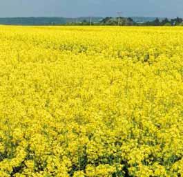 15 17 46 Řepkové obzory Řepkové obzory 17 Boscalidový ochranný štít - unikátní řešení ochrany řepky od BASF 21 Pictor prokazatelně navyšuje počet šešulí a