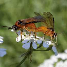 Řepkové obzory Insekticid Gazelle Postřikový systémově působící insekticid ve formě vodou rozpustného prášku určený k hubení širokého spektra živočišných škůdců v ochraně rostlin, zejména působících