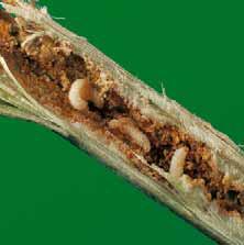 březnu se vytvoří insekticidní clona, která dokonale ochrání řepku proti stonkovým krytonoscům. 1.