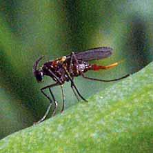 systémovému insekticidnímu účinku přípravků Vaztak Active a Gazelle a zpevňujícímu účinku na pletiva šešulí řepky stimulátorem.