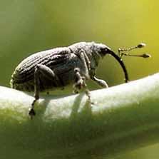 Bejlomorka kapustová a krytonosec šešulový Vaztak Active 0,2 l/ha + Gazelle 0,1 kg/ha Výhody použití: Rychlý a razantní účinek se systémovým působením Antirezistentní strategie ochrany