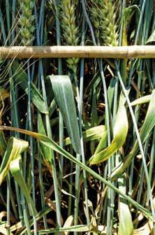 agrotip Efektivní použití fungicidních přípravků do pšenice a ječmene  Boscalidový ochranný štít Padělky přípravků na ochranu rostlin - PDF Free  Download