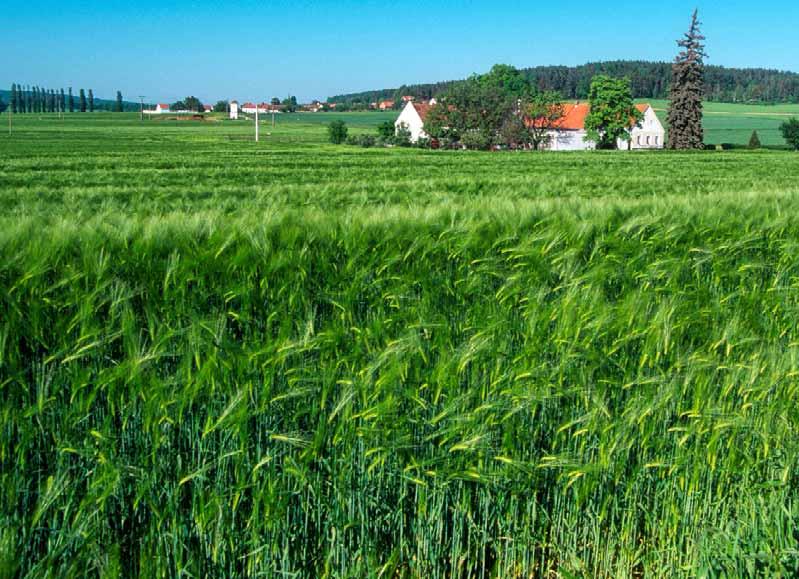 Hodnocení účinnosti Chemická Účinná látka Hnědá skvr.