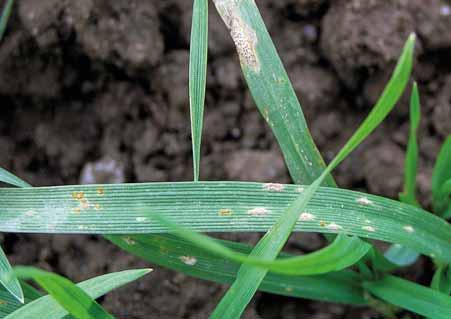 Obilniny Fungicidy Septoria Rez plevová Padlí Stéblolam Špičkové fungicidy BASF ochrání vaši úrodu Společnost BASF v letošním roce opět nabízí vysoce účinné fungicidy na ochranu obilnin proti