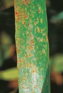 Siltra Xpro = bixafen + prothioconazole, Adexar = epoxiconazole + fl uxapyroxad, Vertisan = penthiopyrad, Proline = prothioconazole Rynchosporiová skvrnitost ječmene Patří k nejdůležitějším chorobám