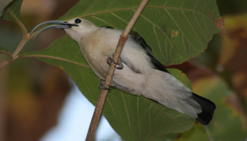 HUSNÍK F.: PTÁCI VYBRANÝCH CHRÁNĚNÝCH ÚZEMÍ SEVEROZÁPADNÍHO MADAGASKARU 9 Foto 1.