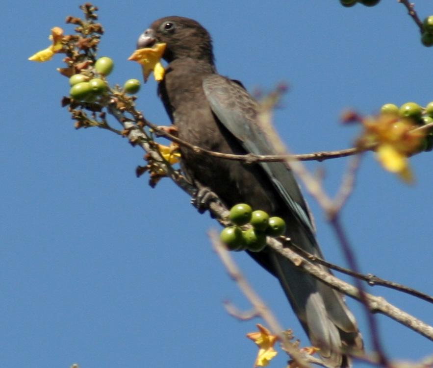 10 ACTA MUS. RICHNOV., SECT. NATUR. 14(1): 5 12, 2007 Foto 4.
