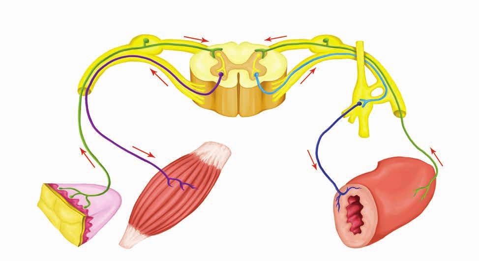 POLYNEUROPATIE Častějším onemocněním periferního nervstva jsou chronické potíže neboli polyneuropatie.