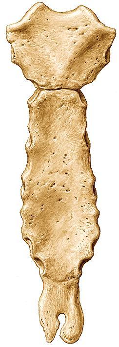 Hrudní kost Sternum Manubrium sterni