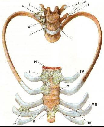 costosternales synchondrosis costae primae