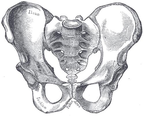 křížové kosti malá pánev: os sacrum a coccyx os