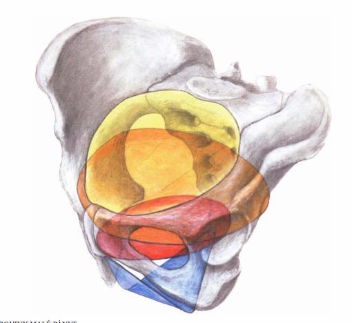 Apertura pelvis superior (aditus pelvis) rovina pánevního vchodu Amplitudo pelvis rovina pánevní šíře
