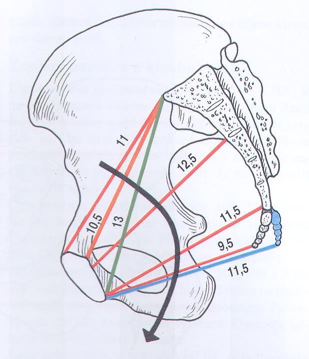 Porodnické pánevní rozměry conjugata externa Baudelocqui = nejméně 18 cm, lépe 20 cm vnější rozměr conjugata