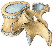 Obratel (Vertebra) corpus vertebrae arcus