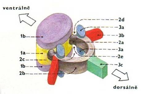 vertebrale processus spinosus processus