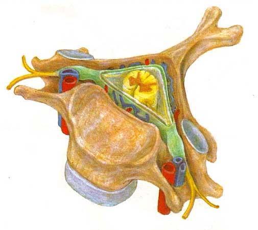 canalis vertebralis Obratle topografická