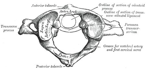dentis Tuberculum anterius Arcus posterior atlantis Sulcus