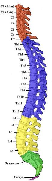 Páteř (columna vertebralis) složená z obratlů 7 krčních 12 hrudních 5 bederních 5