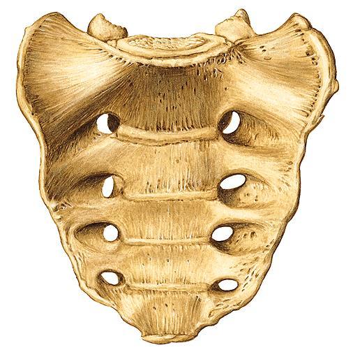 Facies auricularis Tuberositas ossis sacri Facies pelvica Lineae transversae