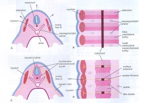 Vývoj páteře notochord myotom aa.