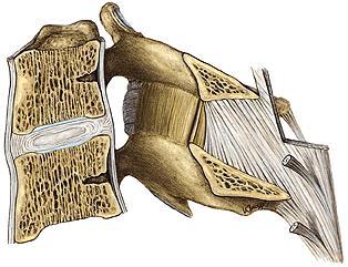 Spojení na páteři Synarthroses syndesmoses = vazy dlouhé krátké symphyses = disci intervetebrales symphysis