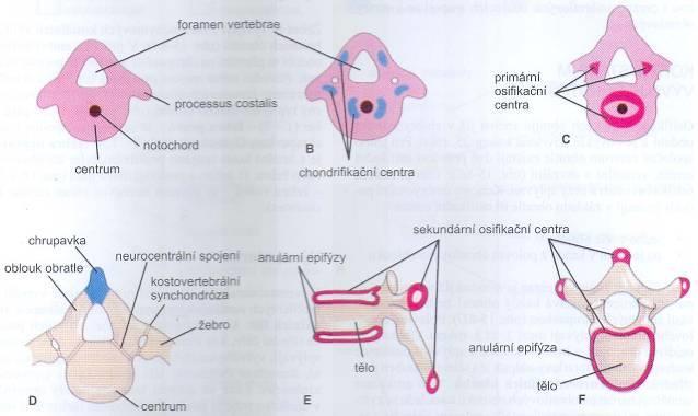 stádia vývoje: primární provazec mezenchymové chrupavčité