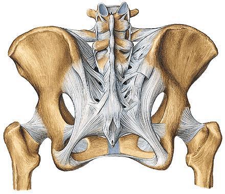 Articulatio