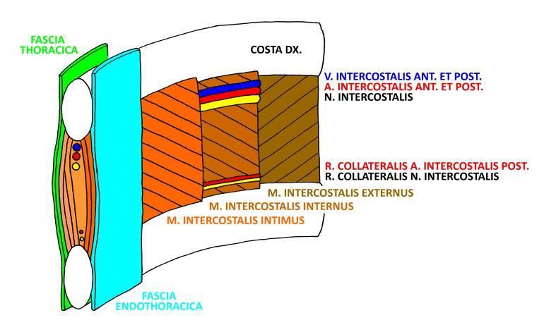 Spatium intercostale Mezižeberní prostor sulcus